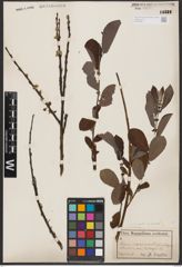 Foto von Salix aurita L. x Salix cinerea L.
